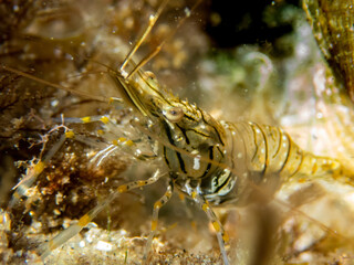 Cute macro photo of a little shrimp eating sea grass