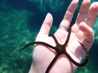Big brown serpent star in a womens hand, close up view of the ophiura Ophioderma longicauda