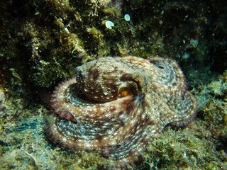 Side view of a Octopus vulgaris, mediterranean octopus hidding on the seabed