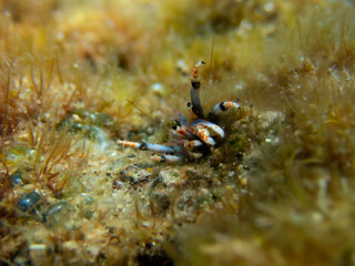 Close up view of a little crab, Macro photo of a Calcinus tubularis