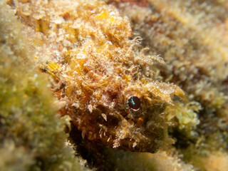 Macro photo of an Scorpora. Close up view of a  Scorpaena porcus