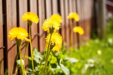 selective focus shot of beautiful yellow flowers made with AI