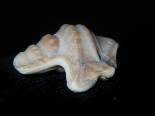 Close up view of a sea shell with a dark background