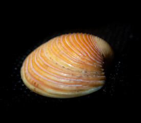 Close up view of a orange shell, cute bivalva, dark background