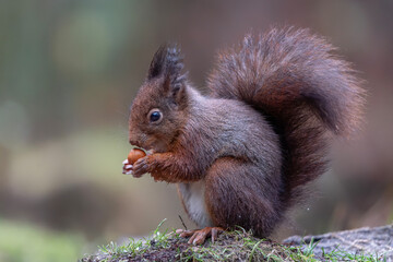 Naklejka na ściany i meble Hungry Eurasian red squirrel (Sciurus vulgaris) in the forest of Noord Brabant in the Netherlands. 