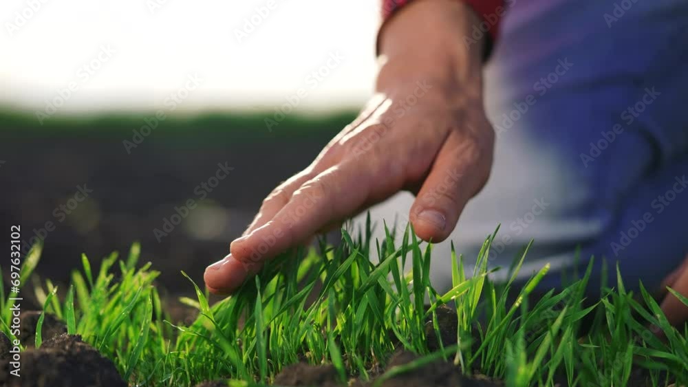 Sticker agriculture farmer hand. man farmer working in the field inspects the crop wheat germ natural a farming. harvesting concept business. farmer hand touches green wheat crop germ agriculture industry