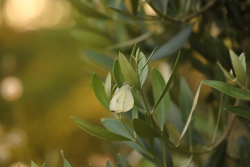 una farfalla cavolaia minore su una foglia di una pianta d'ulivo in estate al tramonto