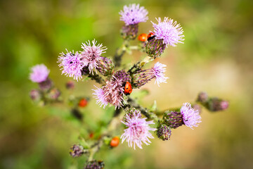 ladybugs sitting on purple flowers