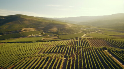 Vineyard plantation. Growing grapes in Italy, France, Spain. Sunny day, grape bushes, mountains and clean air. Sunny Splendor