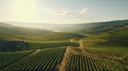 Vineyard plantation. Growing grapes in Italy, France, Spain. Sunny day, grape bushes, mountains and clean air. Sunny Splendor