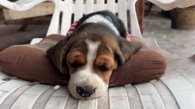 A Beagle puppy peacefully sleeps, nestled in a cozy, warm blanket, dreaming of playful adventures in the sunny meadows.