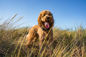 golden retriever dog in high grass