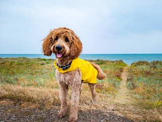 happy dog with rain coat on the beach