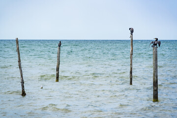 birds on pier at the beach
