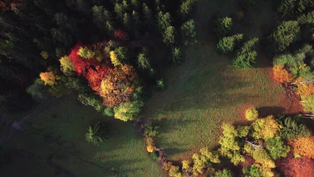 Aerial drone view over autumn forest of the Carpathian rural landscape .Colorful trees in the wood