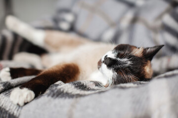 Cat sleeping on warm blanket