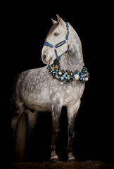 Handsome young stallion with Christmas wreath - 697638336