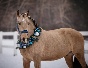 Handsome young stallion with Christmas wreath - 697638343