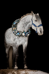 Handsome young stallion with Christmas wreath - 697638345