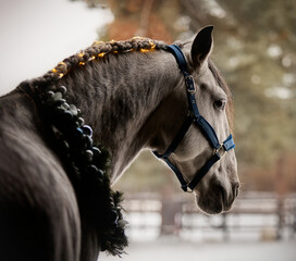 Handsome young stallion with Christmas wreath - 697638352