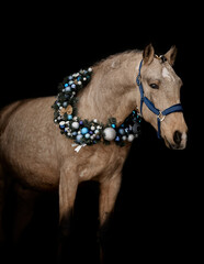 Handsome young stallion with Christmas wreath - 697638361