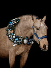 Handsome young stallion with Christmas wreath - 697638373