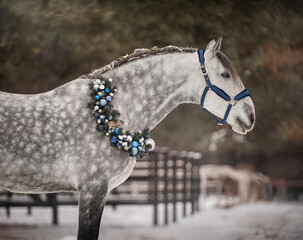 Handsome young stallion with Christmas wreath - 697638377