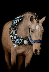 Handsome young stallion with Christmas wreath - 697638385
