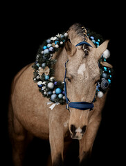 Handsome young stallion with Christmas wreath - 697638392