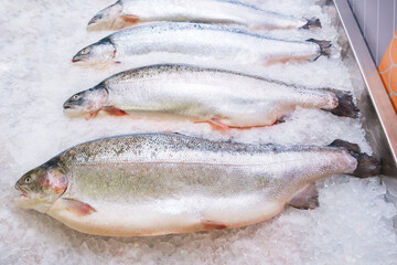freshly caught Atlantic salmon lies on ice in a supermarket or fish shop