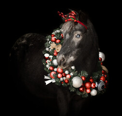 Beautiful pony with a Christmas wreath - 697638707