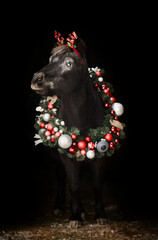 Beautiful pony with a Christmas wreath - 697638708