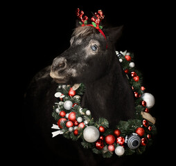 Beautiful pony with a Christmas wreath - 697638715
