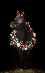 Beautiful pony with a Christmas wreath - 697638717