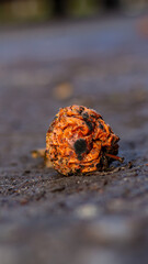 Rotten brown apple in late autumn