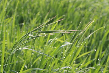 green grass background in nature
