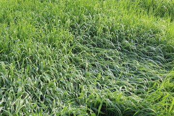 green grass background in nature