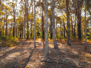 Kari Forest, Margaret River, WA
