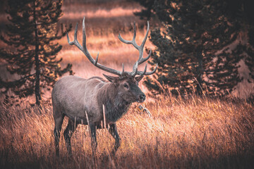 Majestic elk in the woods of the Yellowstone National Park