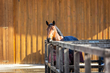 Horse stands in his paddock box looks over the fence and enjoys the sun.