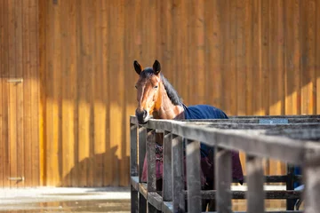 Foto op Plexiglas Horse stands in his paddock box looks over the fence and enjoys the sun. © RD-Fotografie