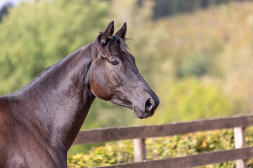 Obraz premium Horse Black Head Portraits from the right with wooden fence and forest in the background.