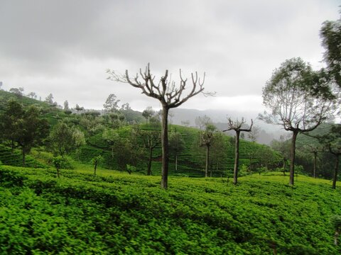 Haputale im Hochland Sri Lankas