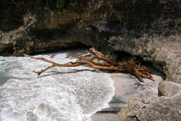 A tree trunk on Pandan Beach on sunny day. Nusa Penida, Bali, Indonesia.