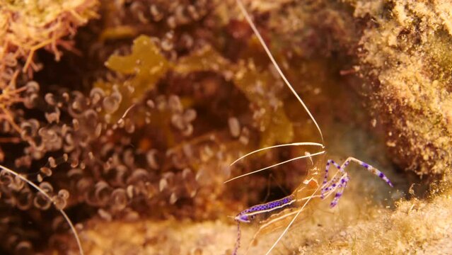 Close-up of Shrimp in coral reef of the Caribbean Sea
