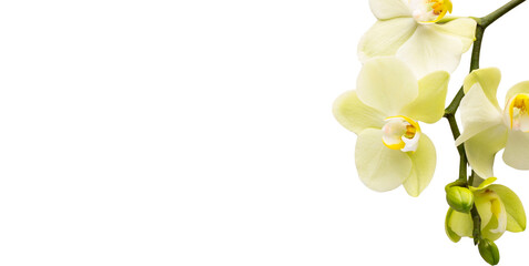 Fototapeta na wymiar Orchid flower, beautiful flower, white background