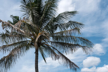 A palm on the background of blue sky covered with clouds. Bali, Indonesia.