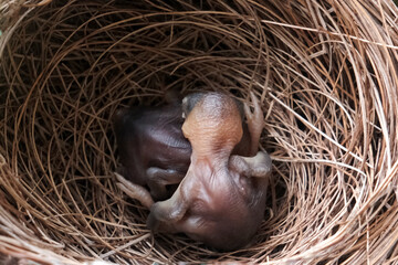 Newly hatched chicks of bulbul in the nest. Bali, Indonesia.