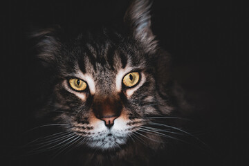Portrait of a Maine Coon cat named Fedor