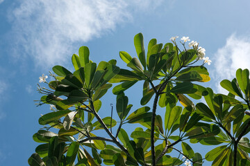 View of Blooming plumeria (frangipani) on the background of blue sky. Bali, Indonesia.
